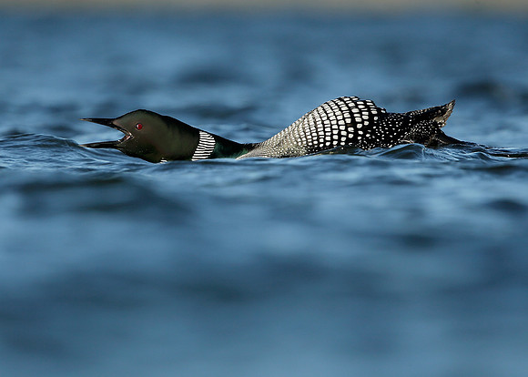 Great Northern Diver Gavia immer