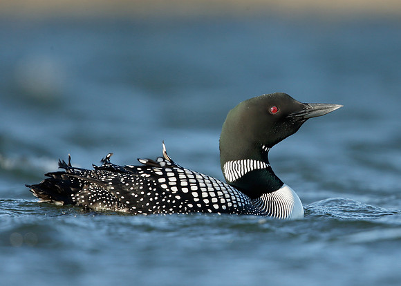 Great Northern Diver Gavia immer
