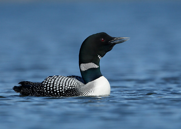 Great Northern Diver Gavia immer