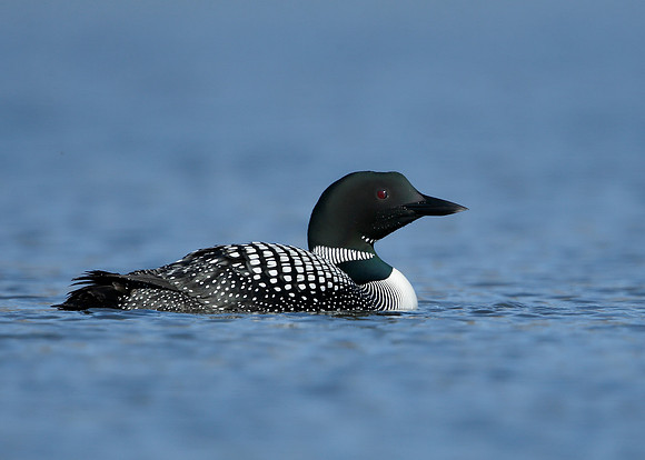 Great Northern Diver Gavia immer