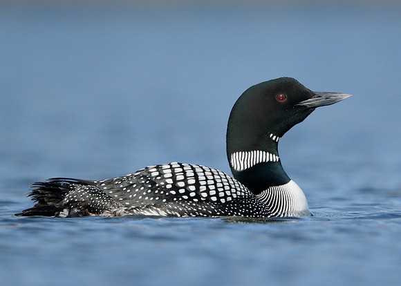 Great Northern Diver Gavia immer