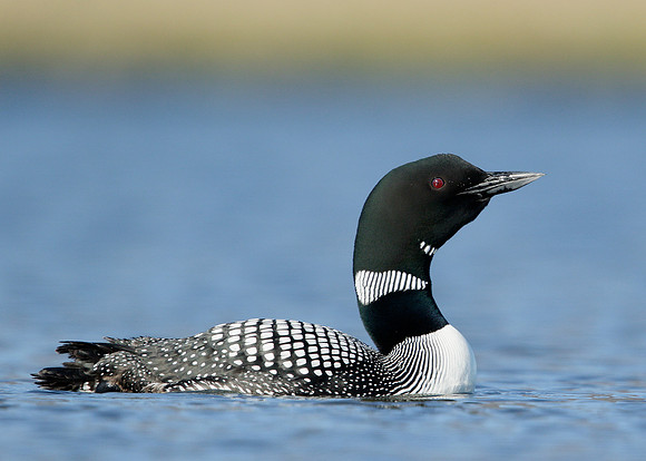 Great Northern Diver Gavia immer