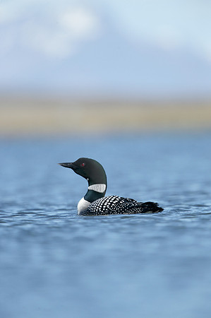 Great Northern Diver Gavia immer