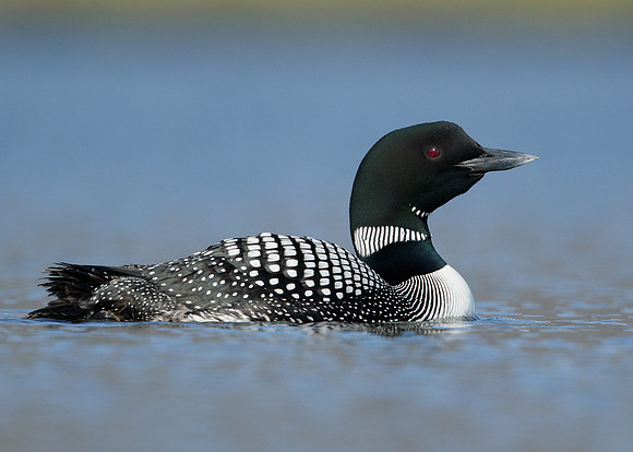 Great Northern Diver Gavia immer