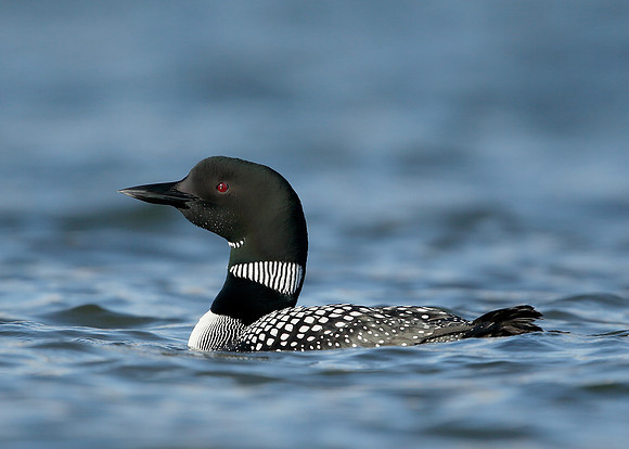Great Northern Diver Gavia immer