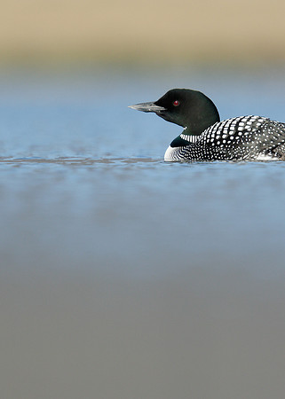 Great Northern Diver Gavia immer