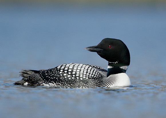 Great Northern Diver Gavia immer