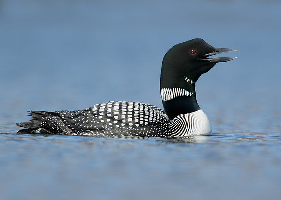 Great Northern Diver Gavia immer
