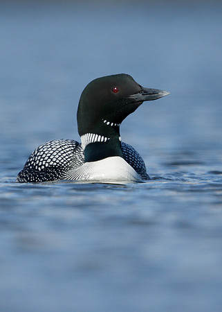 Great Northern Diver Gavia immer