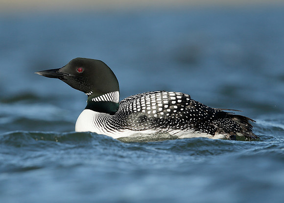 Great Northern Diver Gavia immer