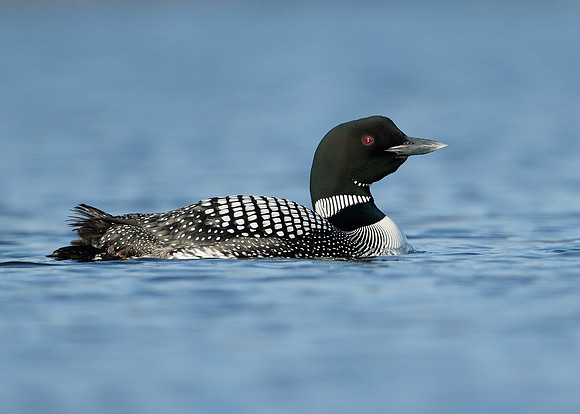 Great Northern Diver Gavia immer