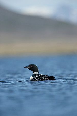 Great Northern Diver Gavia immer
