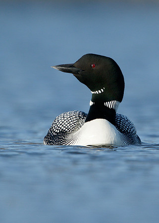 Great Northern Diver Gavia immer