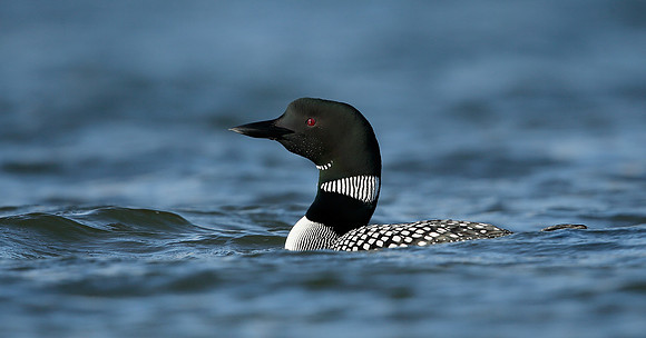 Great Northern Diver Gavia immer