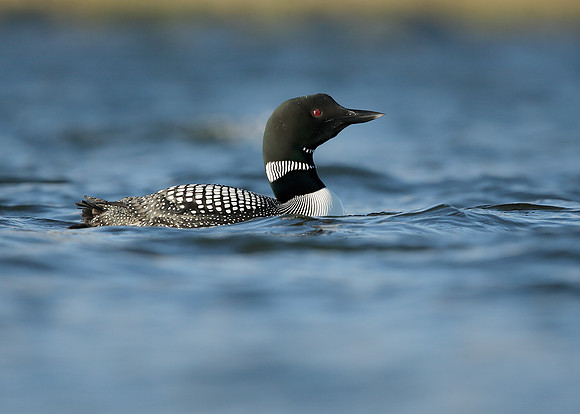 Great Northern Diver Gavia immer