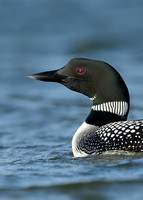 Great Northern Diver Gavia immer