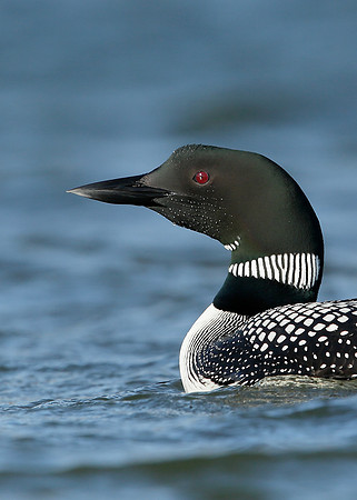 Great Northern Diver Gavia immer