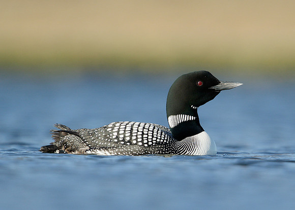 Great Northern Diver Gavia immer