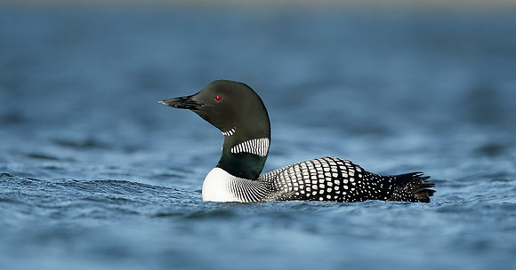 Great Northern Diver Gavia immer
