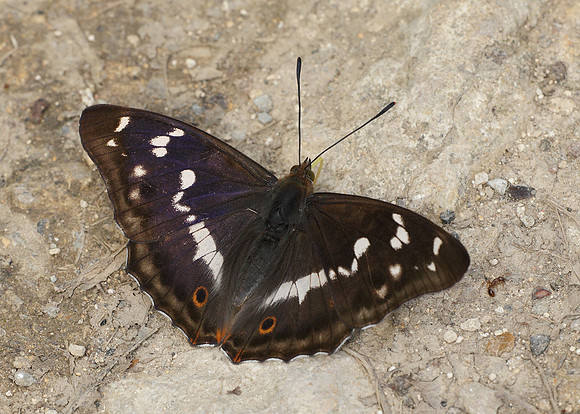 Purple Emperor Aptura iris