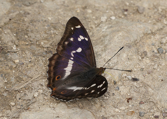 Purple Emperor Aptura iris