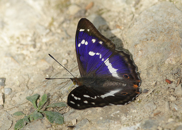 Purple Emperor Aptura iris