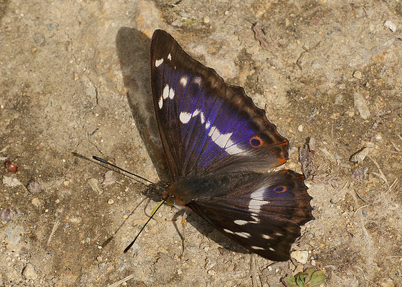 Purple Emperor Aptura iris