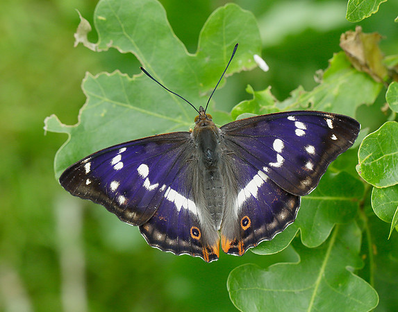Purple Emperor Apatura iris