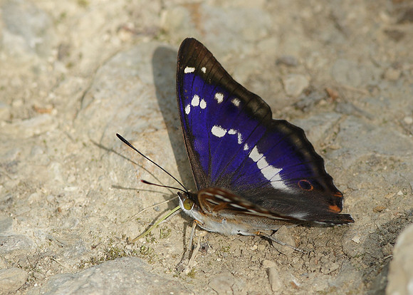Purple Emperor Aptura iris