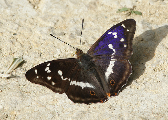 Purple Emperor Aptura iris