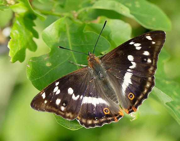 Purple Emperor Apatura iris