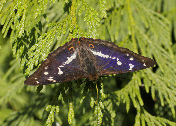 Purple Emperor Aptura iris
