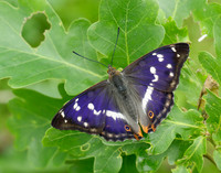 Purple Emperor Apatura iris