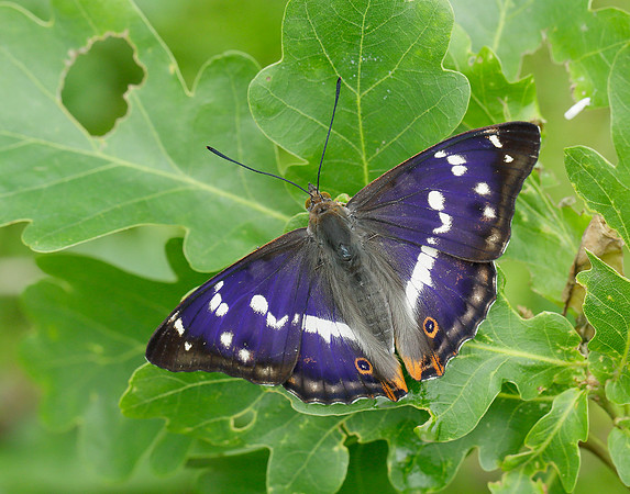 Purple Emperor Apatura iris