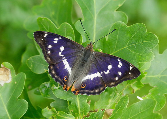 Purple Emperor Apatura iris