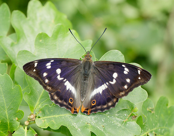Purple Emperor Apatura iris