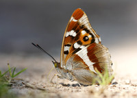 Purple Emperor Aptura iris