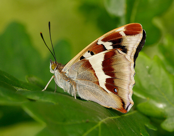 Purple Emperor Apatura iris