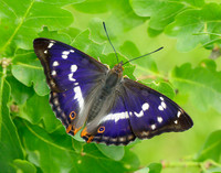 Purple Emperor Apatura iris