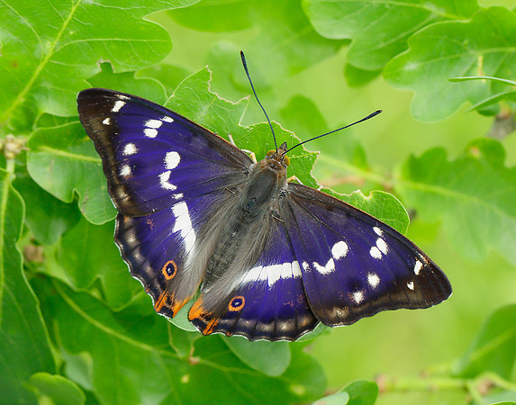 Purple Emperor Apatura iris
