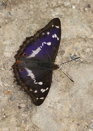 Purple Emperor Aptura iris