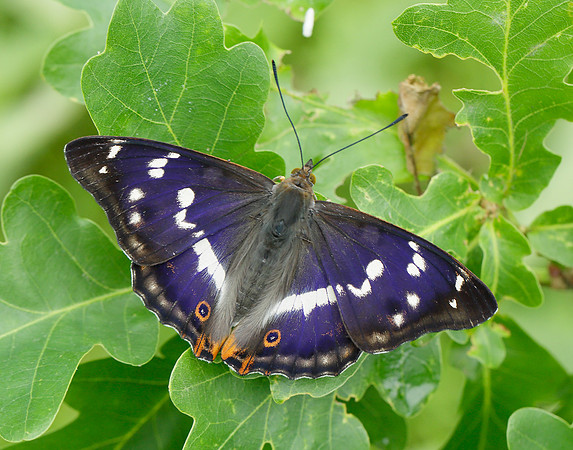 Purple Emperor Apatura iris