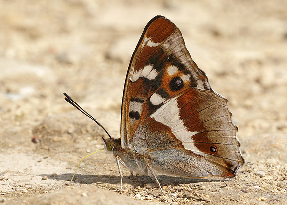 Purple Emperor Aptura iris
