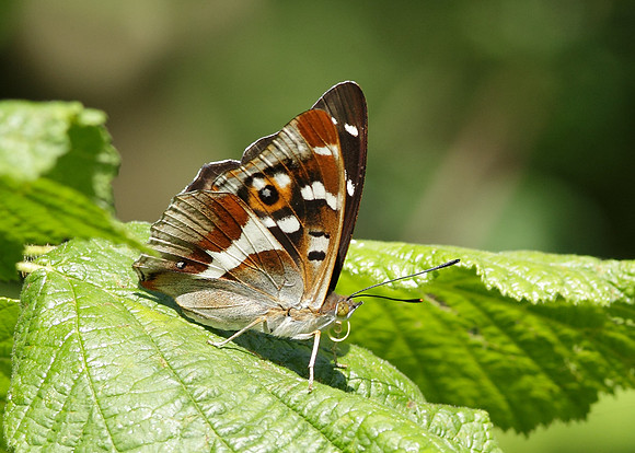 Purple Emperor Aptura iris