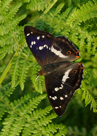 Purple Emperor Aptura iris