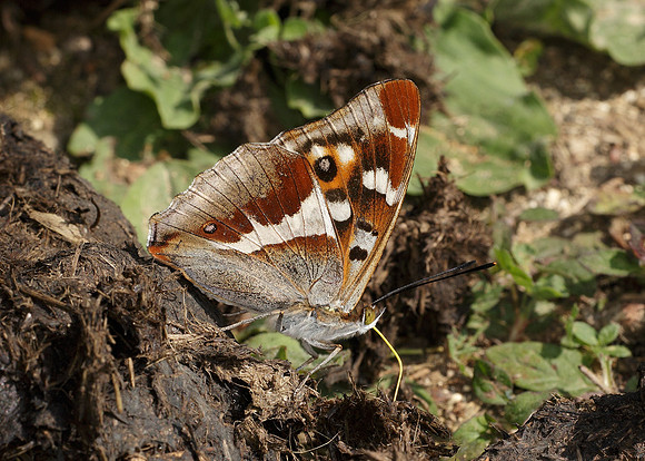 Purple Emperor Aptura iris