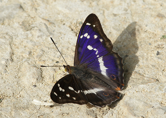 Purple Emperor Aptura iris