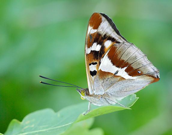 Purple Emperor Apatura iris