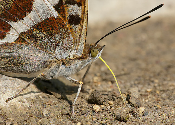 Purple Emperor Aptura iris