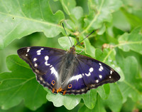 Purple Emperor Apatura iris